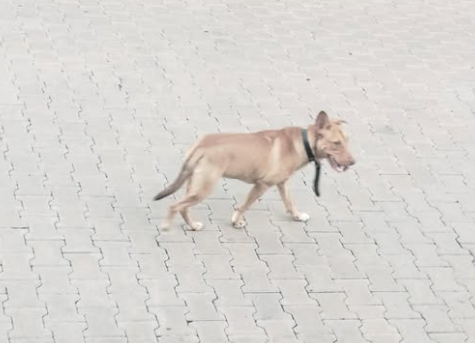 Cachorra é abandonada no bairro Feitoria, em São Leopoldo