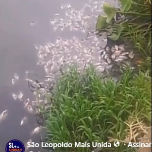 Vários peixes aparecem mortos no Arroio João Corrêa; moradores relatam presença de espuma branca no fim de semana