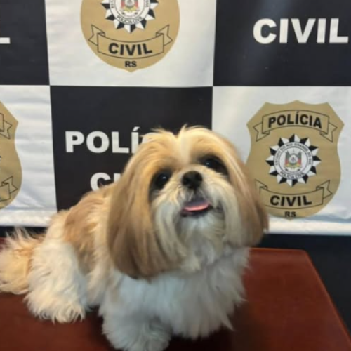 Polícia Civil recupera cachorro furtado em São Leopoldo e devolução emociona família às vésperas do Natal