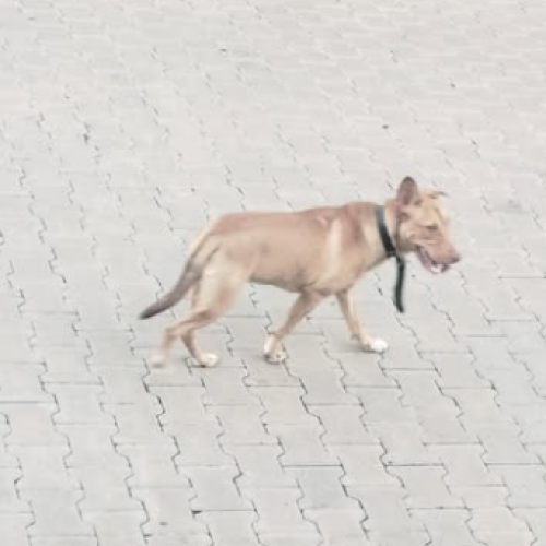 Cachorra é abandonada no bairro Feitoria, em São Leopoldo
