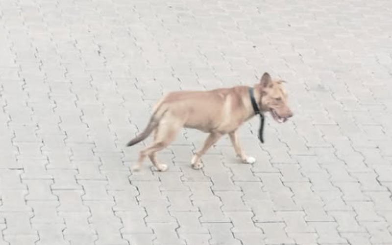 Cachorra é abandonada no bairro Feitoria, em São Leopoldo