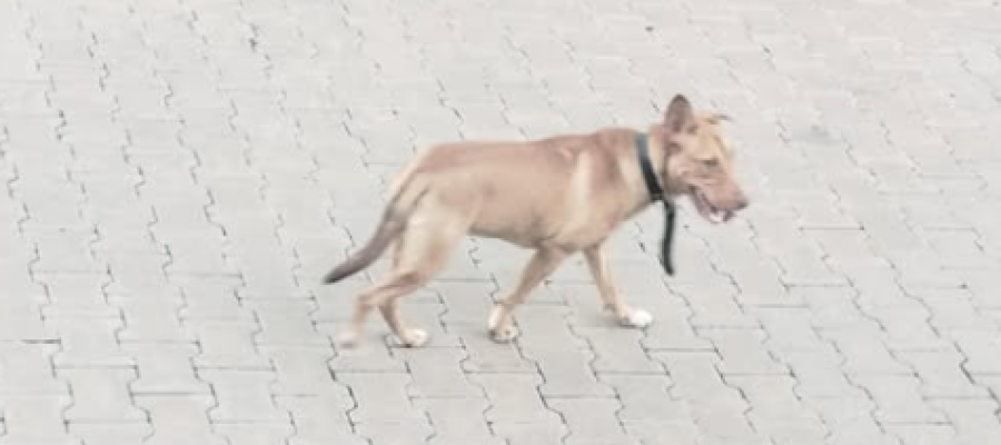 Cachorra é abandonada no bairro Feitoria, em São Leopoldo