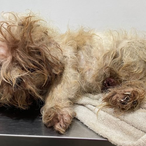 Em ocorrência policial que se iniciou as 18:00 do dia 19/11 e terminou a uma hora da manha do dia 20/11, Anderson Ribeiro diretor do GAEPA acompanhou a detenção e condução de um tutor por maus-tratos.